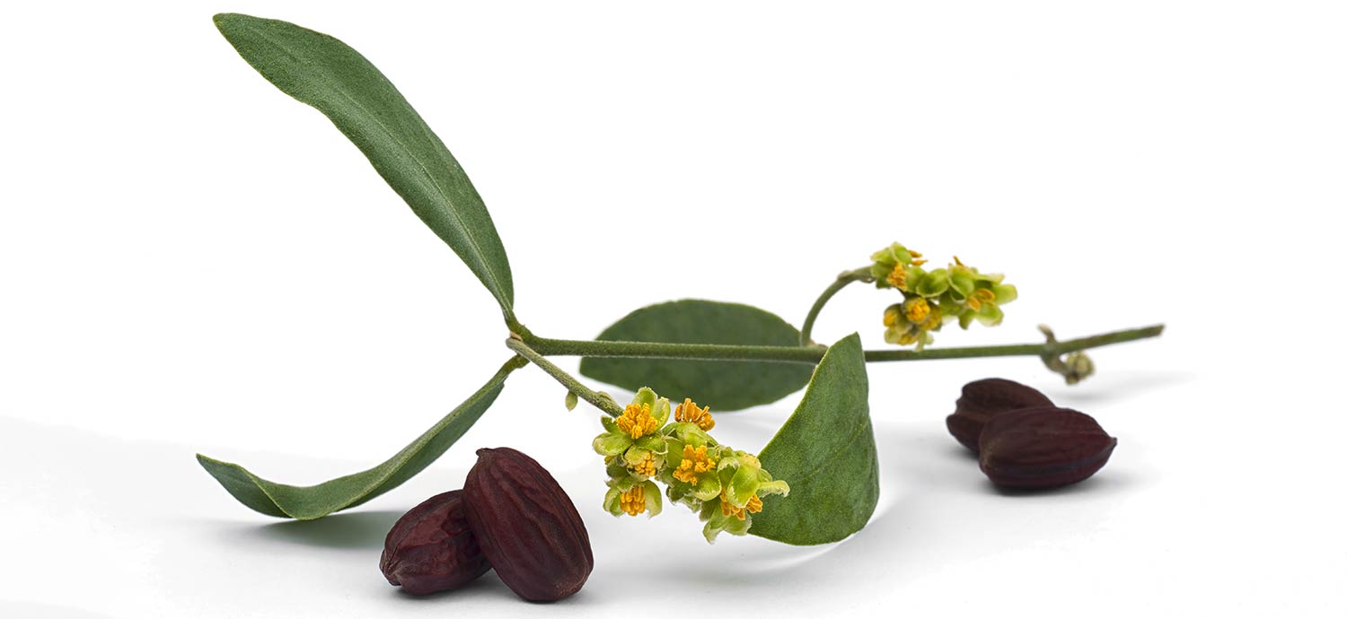 Zweig einer Jojobapflanze mit Blättern, Blüten und Samen