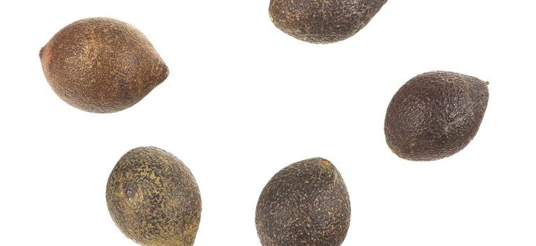 Avellananüsse, aus denen Avellananussöl gepresst wird