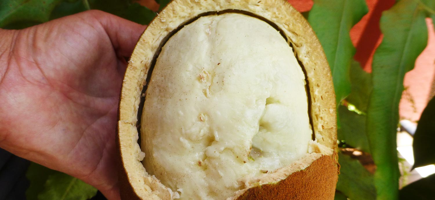 Cupuaçufrucht (© guentermanaus | Adobe Stock)