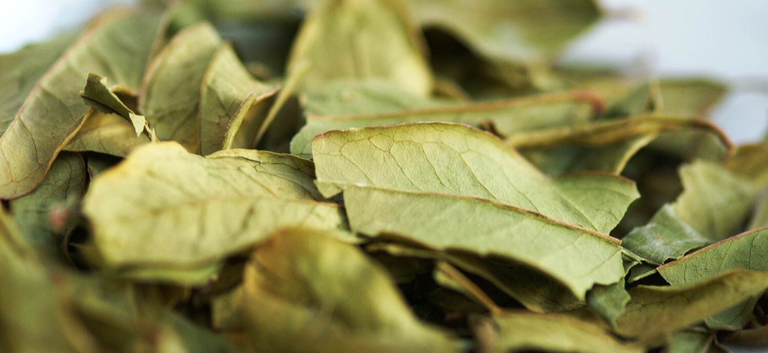 Getrocknete Granatapfelbaumblätter
