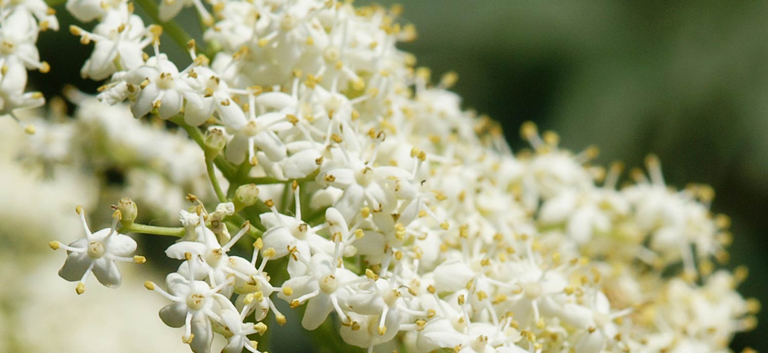 Holunderblüten