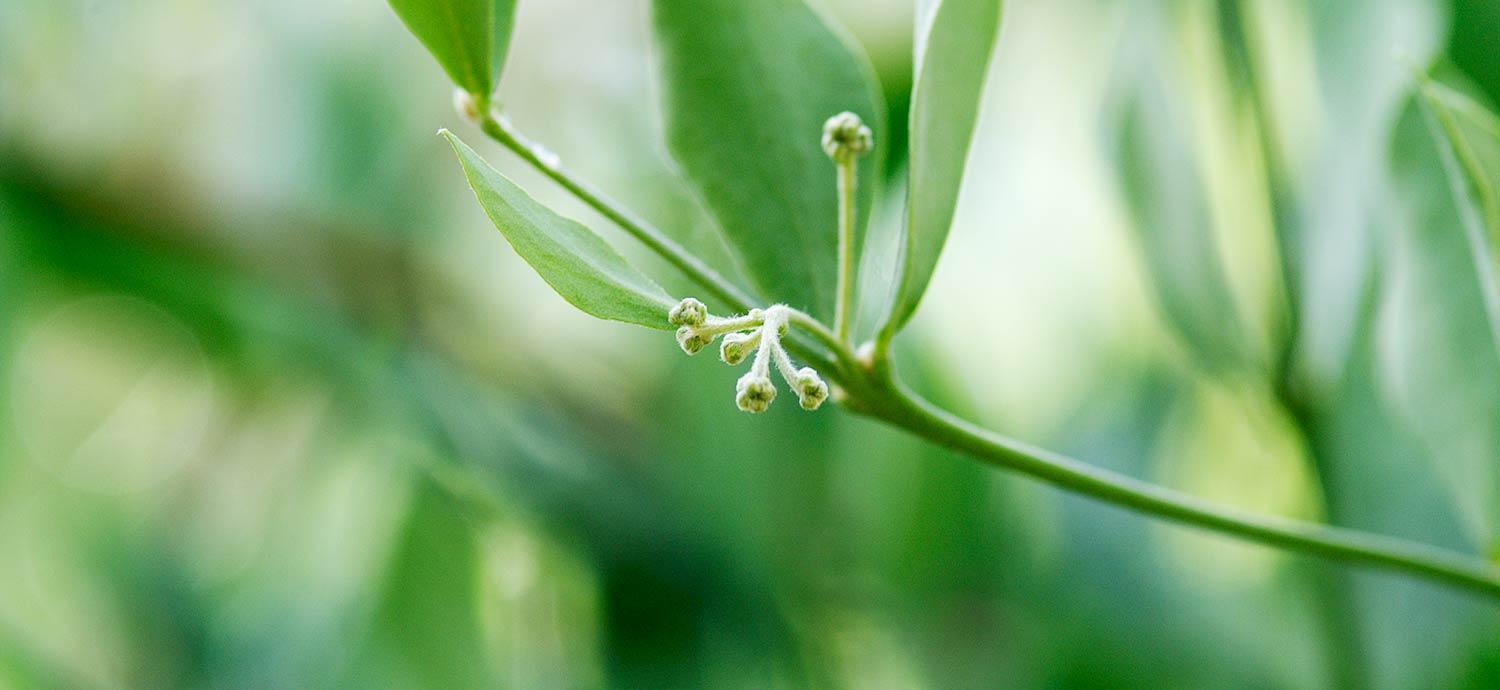 Blüte des Jojobastrauchs, aus dessen Samen Jojobaöl gepresst wird