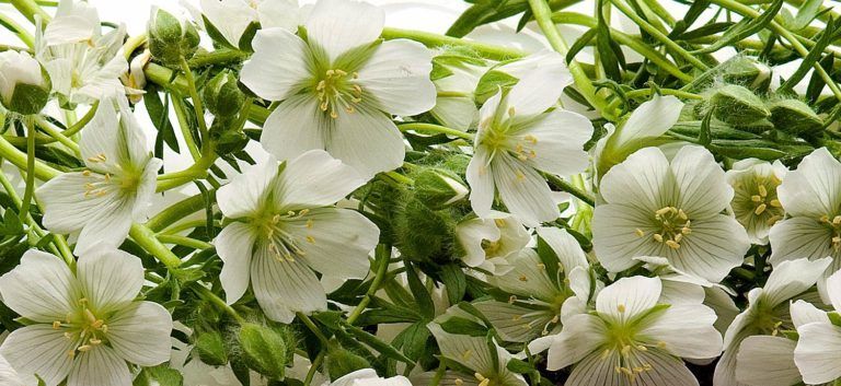 Wiesenschaumkraut, Blüten