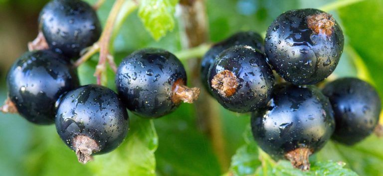 Schwarze Johannisbeeren an einem Zweig mit Blattwerk