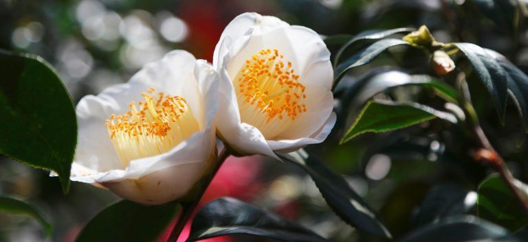 Kamelie, aus deren Samen Kamaliensamenöl gepresst wird