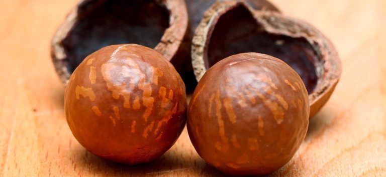 Macadamianussöl wird aus diesen Nüssen gepresst