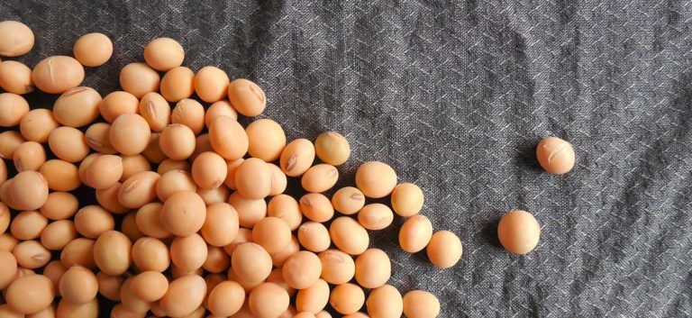 Sojabohnen, aus denen Sojaöl gepresst wird